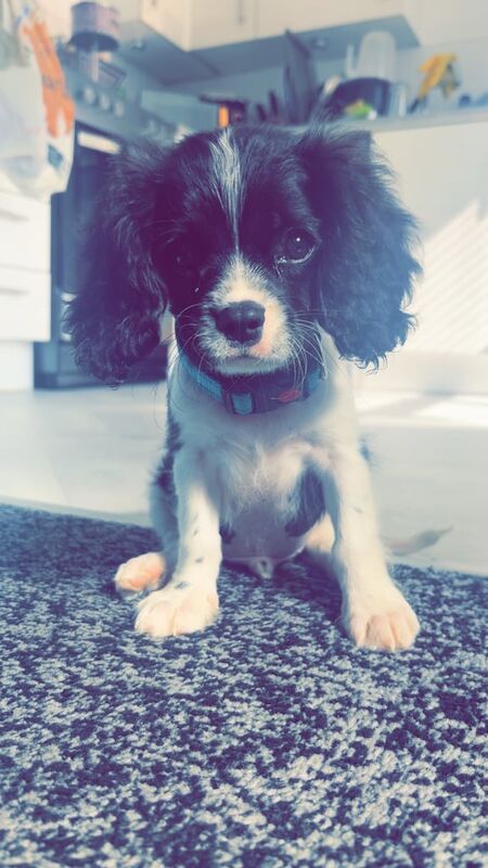 Cavalier King Charles Spaniel puppies for sale in Witney, Oxfordshire – 11 weeks old