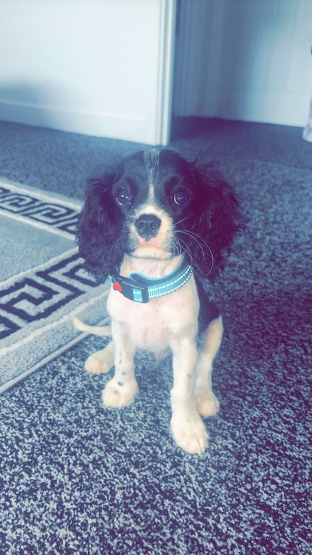 Cavalier King Charles Spaniel puppies for sale in Witney, Oxfordshire – 11 weeks old - Image 2 of 3