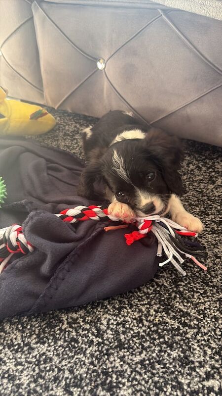 Cavalier King Charles Spaniel puppies for sale in Witney, Oxfordshire – 11 weeks old - Image 3 of 3