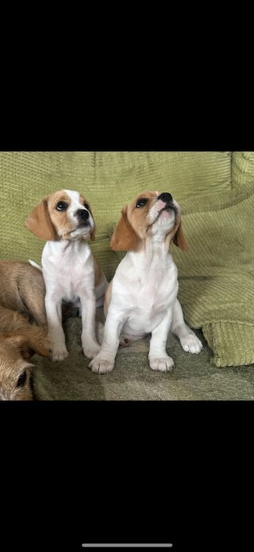 Cavalier King Charles Spaniel puppies for sale in Lowestoft, Suffolk – KC registered, 9 weeks old