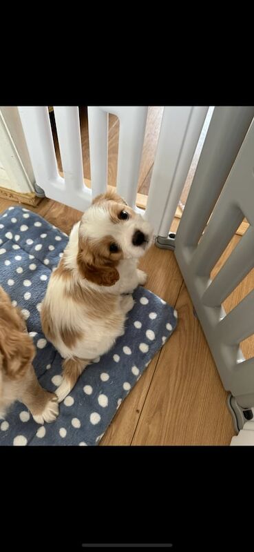 Cavalier King Charles Spaniel puppies for sale in Lowestoft, Suffolk – KC registered, 9 weeks old - Image 2 of 3
