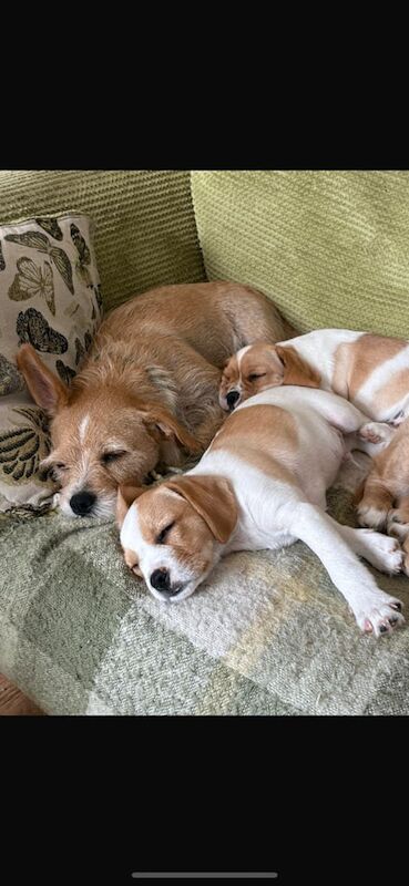 Cavalier King Charles Spaniel puppies for sale in Lowestoft, Suffolk – KC registered, 9 weeks old - Image 3 of 3