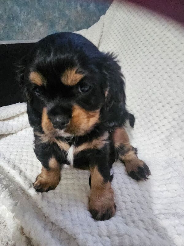 Last girl ,healthy tested for sale in Dunscroft, South Yorkshire | Image 3