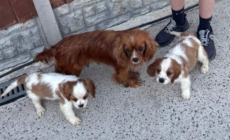 King Charles Spaniel Puppies For Sale