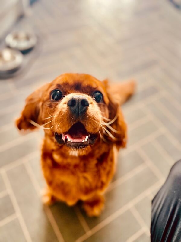 Cavalier King Charles Spaniel puppies for sale in Glenrothes, Fife – KC registered, 1 year old