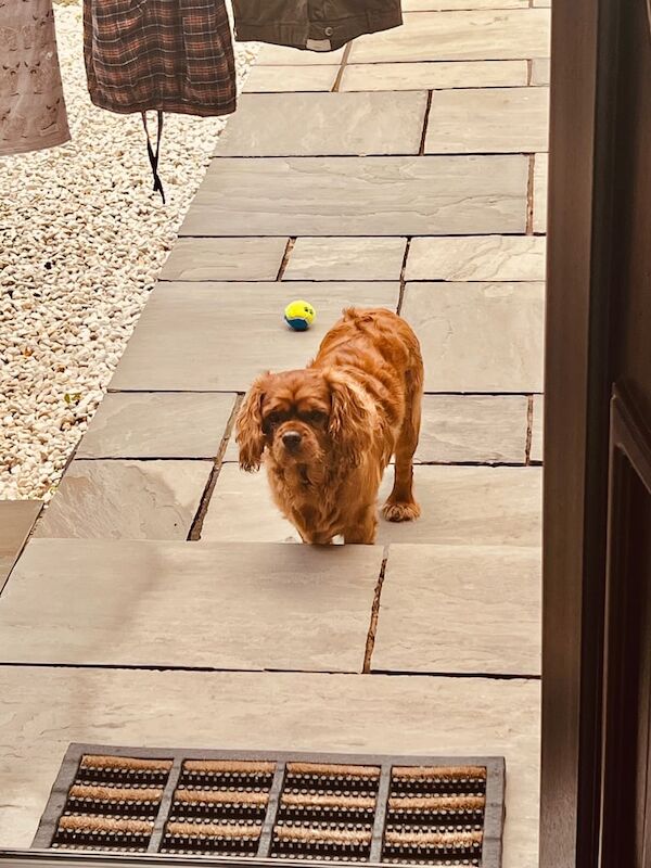 Cavalier King Charles Spaniel puppies for sale in Glenrothes, Fife – KC registered, 1 year old - Image 2 of 3