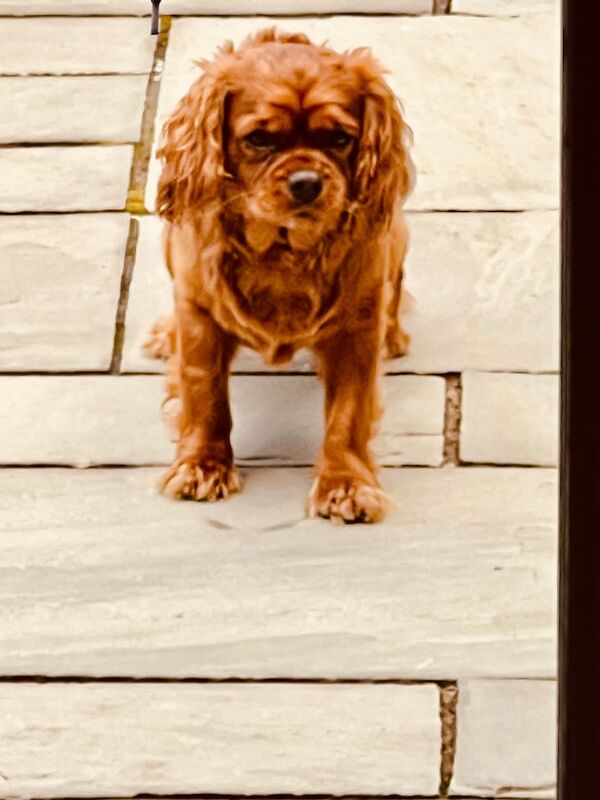 Cavalier King Charles Spaniel puppies for sale in Glenrothes, Fife – KC registered, 1 year old - Image 3 of 3