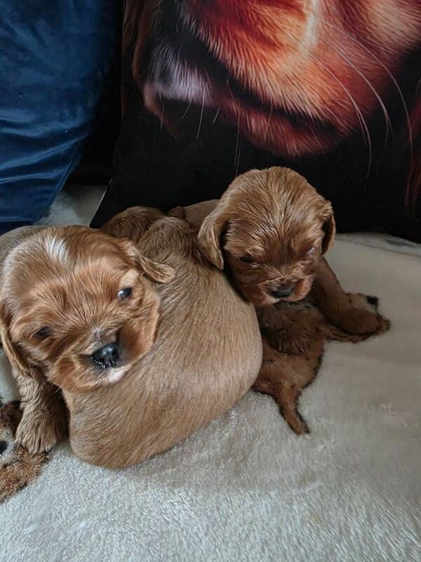 King Charles Spaniel Puppies For Sale