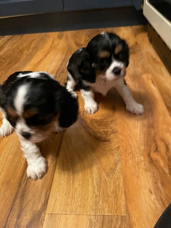READY NOW - Stunning Tri Colour Cavalier King Charles Spaniel Puppy for Sale in Coleford, Gloucestershire