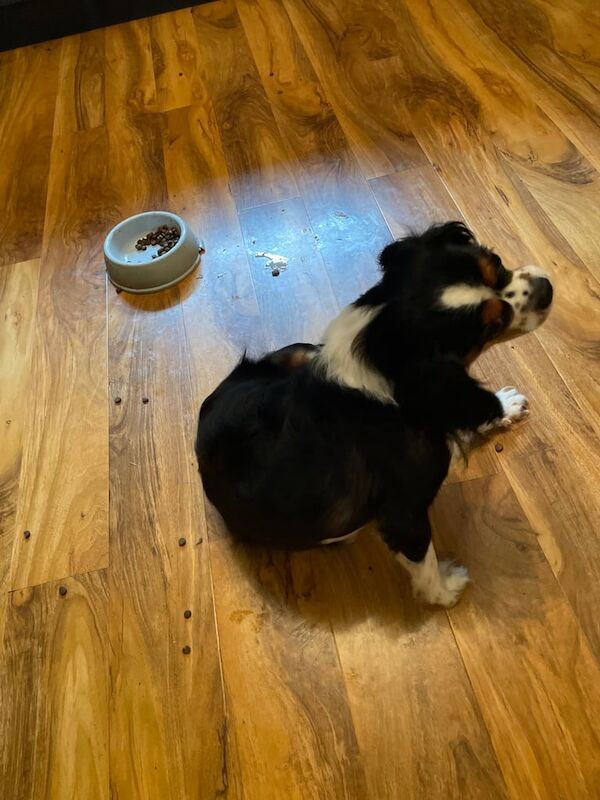 READY NOW - Stunning Tri Colour Cavalier King Charles Spaniel Puppy for Sale in Coleford, Gloucestershire | Image 2