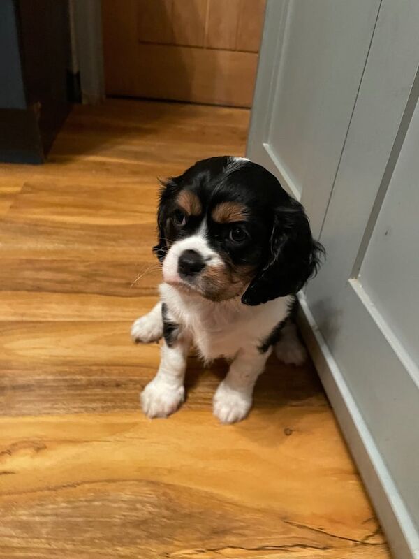READY NOW - Stunning Tri Colour Cavalier King Charles Spaniel Puppy for Sale in Coleford, Gloucestershire | Image 3