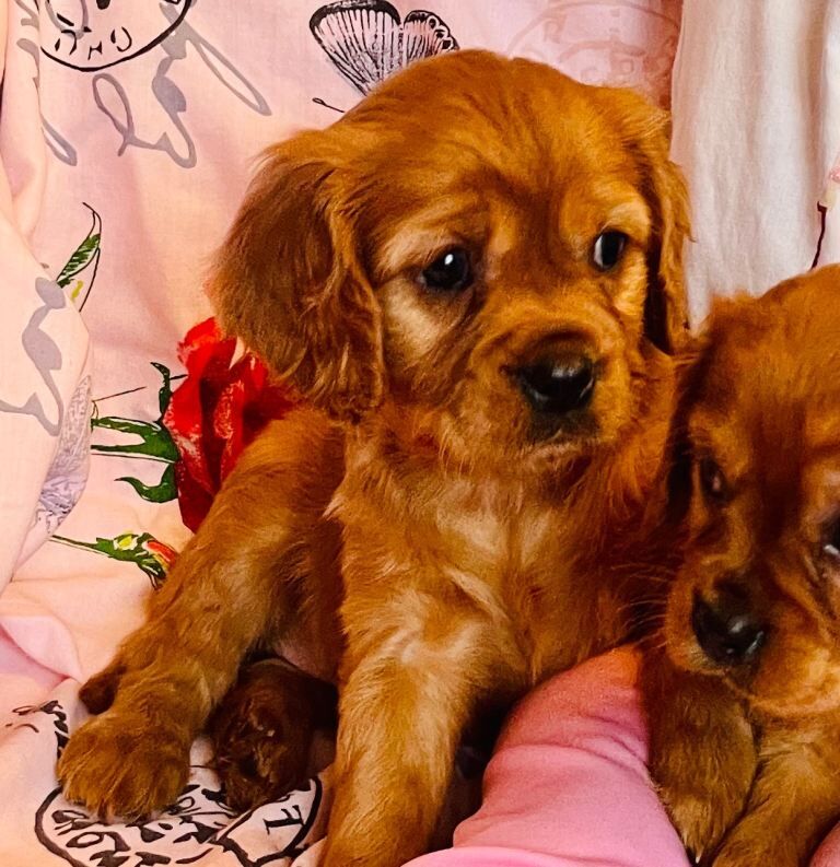 King Charles Spaniel Puppies For Sale