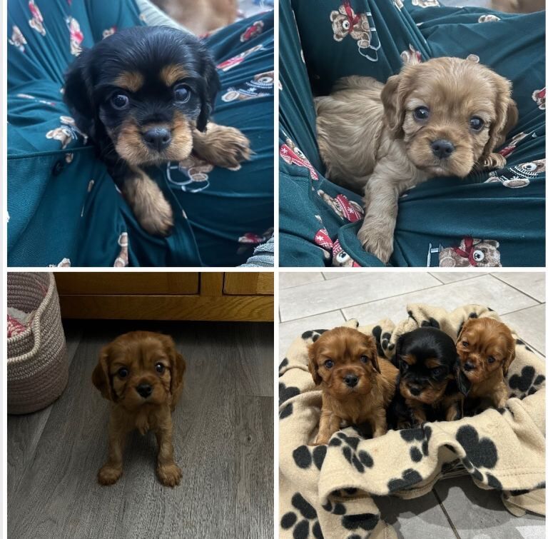 Kennel Club Registered Cavalier King Charles Spaniel Puppies For Sale