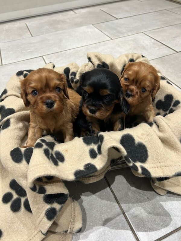 Cavalier King Charles Spaniel puppies for sale in Immingham, Lincolnshire – KC registered, 7 weeks old - Image 2 of 6
