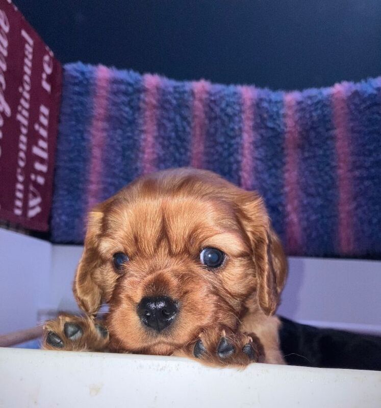 Cavalier King Charles Spaniel puppies for sale in Immingham, Lincolnshire – KC registered, 7 weeks old - Image 3 of 6
