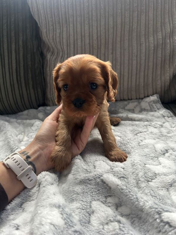 Cavalier King Charles Spaniel puppies for sale in Immingham, Lincolnshire – KC registered, 7 weeks old - Image 5 of 6