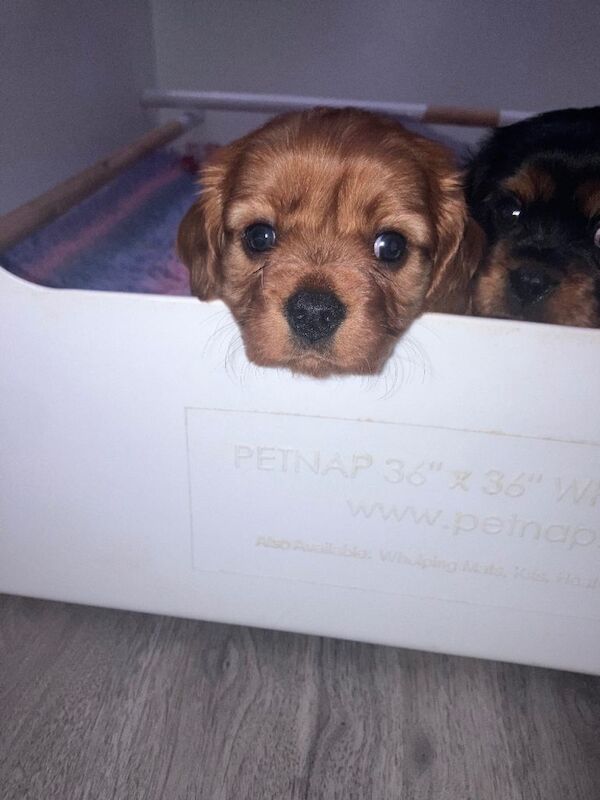 Cavalier King Charles Spaniel puppies for sale in Immingham, Lincolnshire – KC registered, 7 weeks old - Image 6 of 6