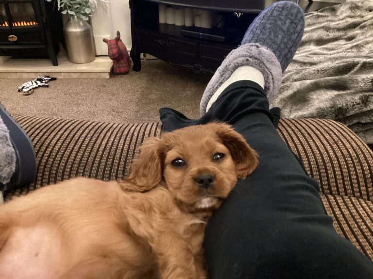 King Charles Spaniel Puppies For Sale