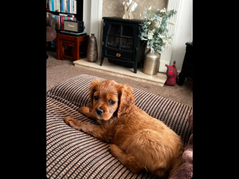 Ruby Cavalier King Charles spaniel - Image 2 of 2