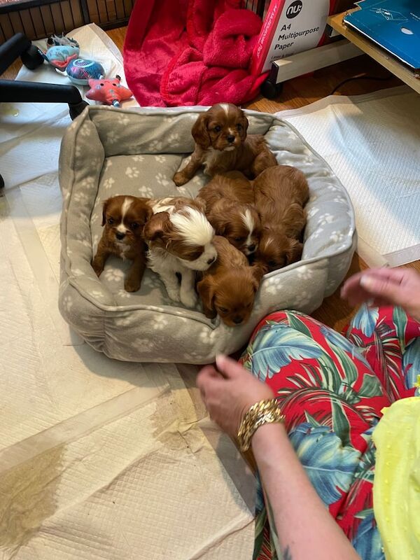 Stunning Cavalier King Chales Spaniel Puppies for sale in Kirton in Lindsey, Lincolnshire