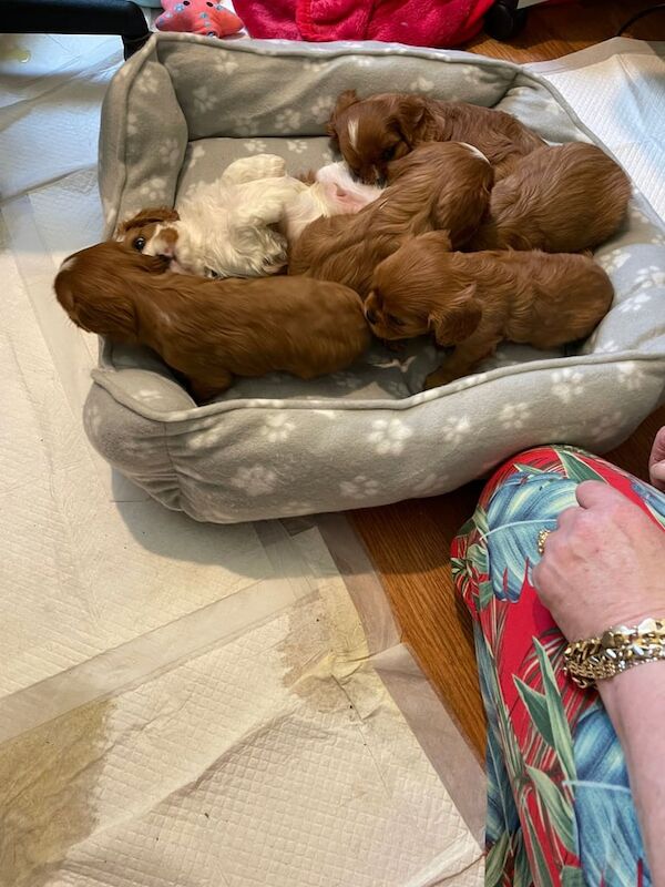 Stunning Cavalier King Chales Spaniel Puppies for sale in Kirton in Lindsey, Lincolnshire | Image 2