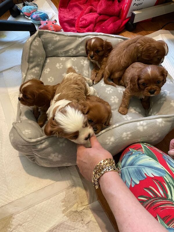 Stunning Cavalier King Chales Spaniel Puppies for sale in Kirton in Lindsey, Lincolnshire | Image 3