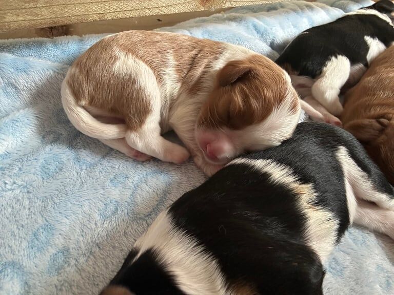 Cavalier King Charles Spaniel puppies for sale in Stoke-on-Trent, Staffordshire – KC registered, 1 week old