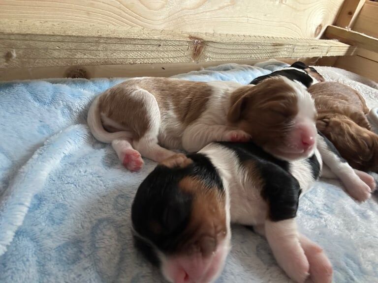 Cavalier King Charles Spaniel puppies for sale in Stoke-on-Trent, Staffordshire – KC registered, 1 week old - Image 2 of 3