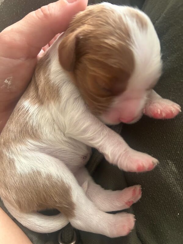 Cavalier King Charles Spaniel puppies for sale in Stoke-on-Trent, Staffordshire – KC registered, 1 week old - Image 3 of 3