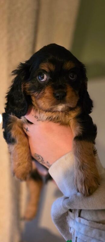 Cavalier King Charles Spaniel puppies for sale in King's Norton, West Midlands – 7 weeks old