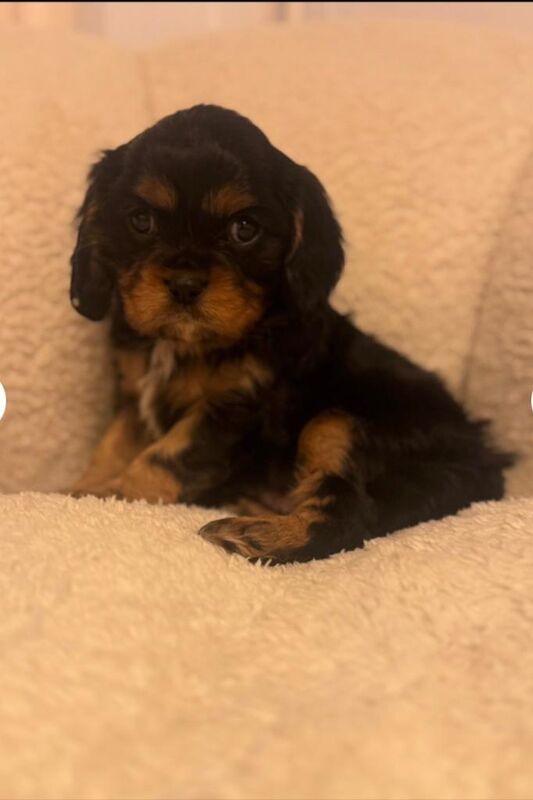 Cavalier King Charles Spaniel puppies for sale in King's Norton, West Midlands – 7 weeks old - Image 2 of 6