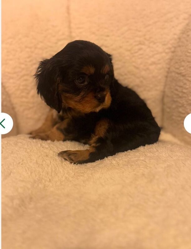 Cavalier King Charles Spaniel puppies for sale in King's Norton, West Midlands – 7 weeks old - Image 3 of 6