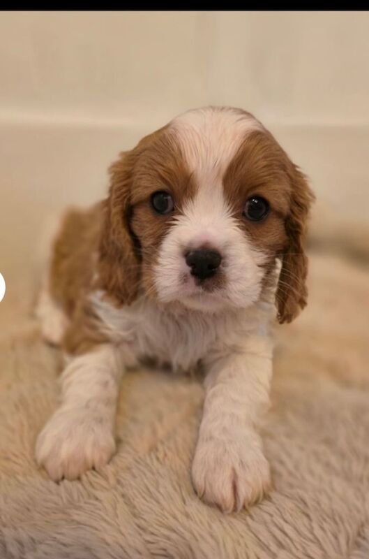 Cavalier King Charles Spaniel puppies for sale in King's Norton, West Midlands – 7 weeks old - Image 4 of 6