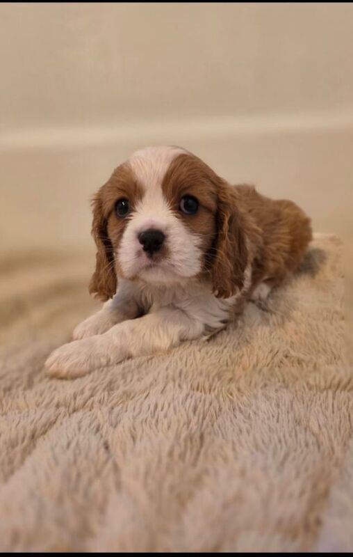 Cavalier King Charles Spaniel puppies for sale in King's Norton, West Midlands – 7 weeks old - Image 5 of 6