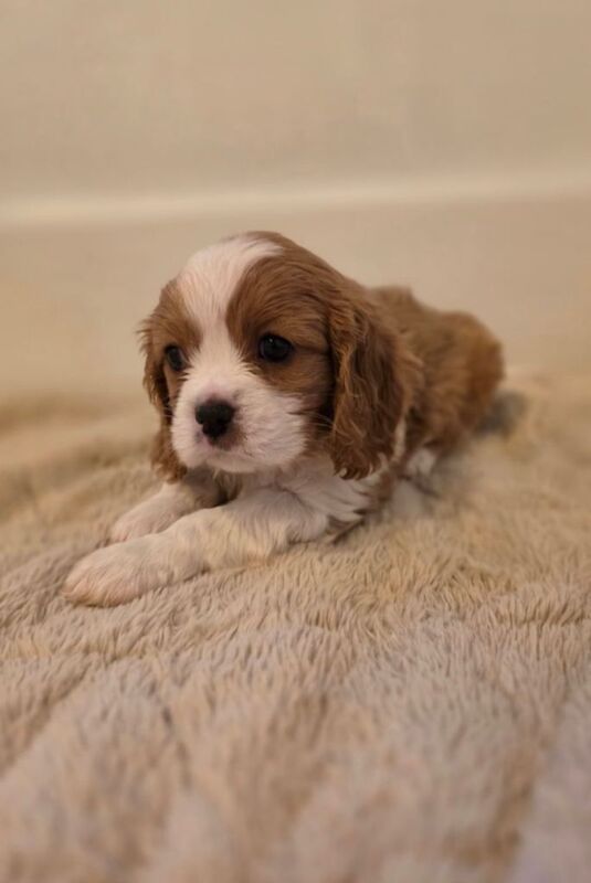 Cavalier King Charles Spaniel puppies for sale in King's Norton, West Midlands – 7 weeks old - Image 6 of 6