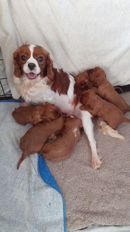 Stunning KC cavalier puppies for sale in Catterick Garrison, North Yorkshire