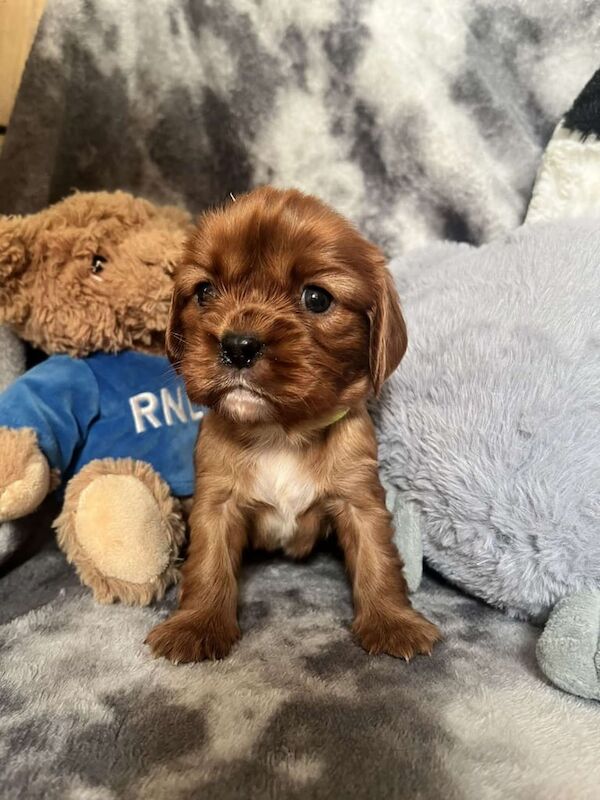 Stunning KC cavalier puppies for sale in Catterick Garrison, North Yorkshire | Image 2