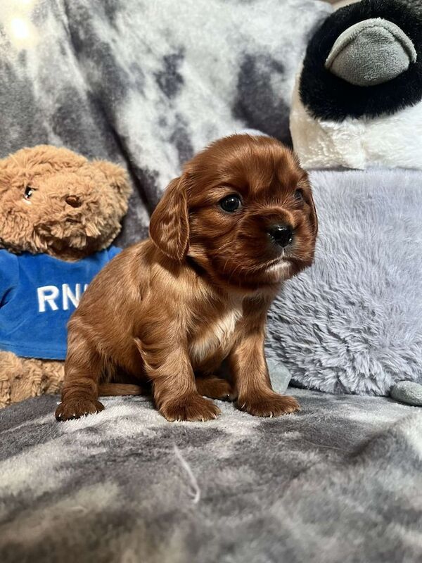 Stunning KC cavalier puppies for sale in Catterick Garrison, North Yorkshire | Image 3