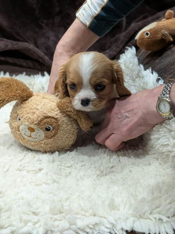 Stunning show quality CKCS, KCReg, Health tested pups