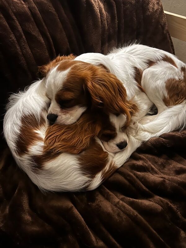 Two Lovely Cavalier King Charles Spaniels. for sale in Burnley, Lancashire