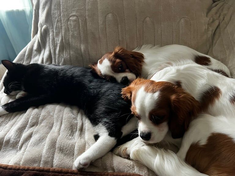 Two Lovely Cavalier King Charles Spaniels. for sale in Burnley, Lancashire - Image 2