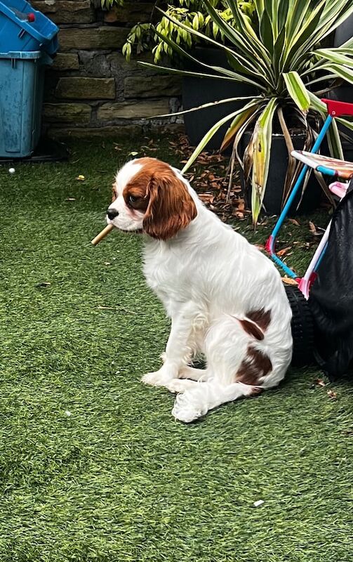 Two Lovely Cavalier King Charles Spaniels. for sale in Burnley, Lancashire - Image 3