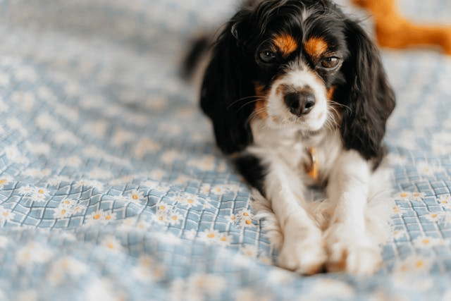 Cavalier King Charles Spaniel Puppies For Sale In Howarth Cross ...